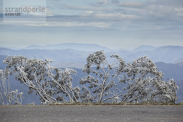 Blick auf schneebedeckte Bäume  Berge im Hintergrund  Mt Hotham  Victoria  Australien