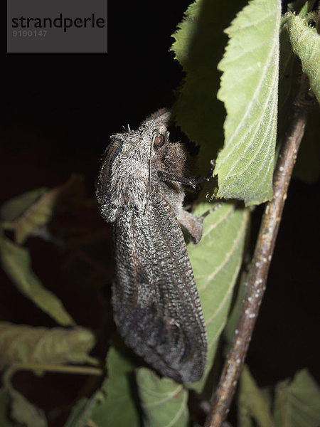 Schwarzes Insekt  das nachts auf dem Blatt sitzt.