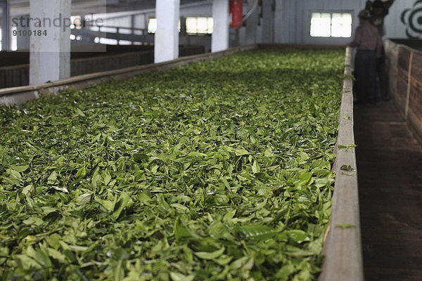 Teeblätter trocknen in der Fabrik