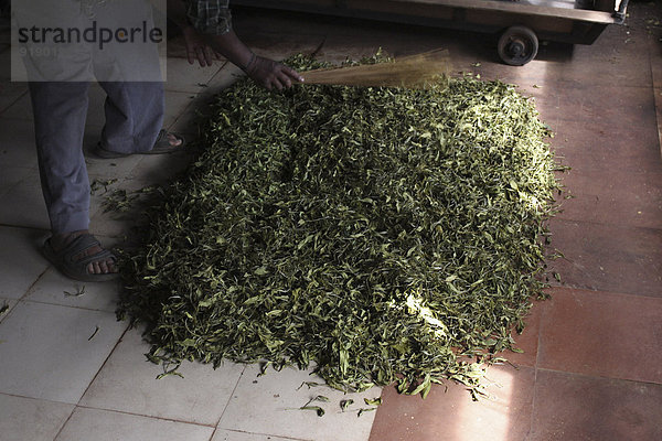 Niedriger Abschnitt des Mannes  der Teeblätter mit Besen in der Fabrik sammelt.