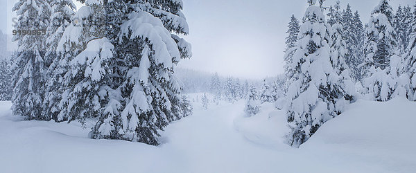 Blick auf schneebedeckte Bäume