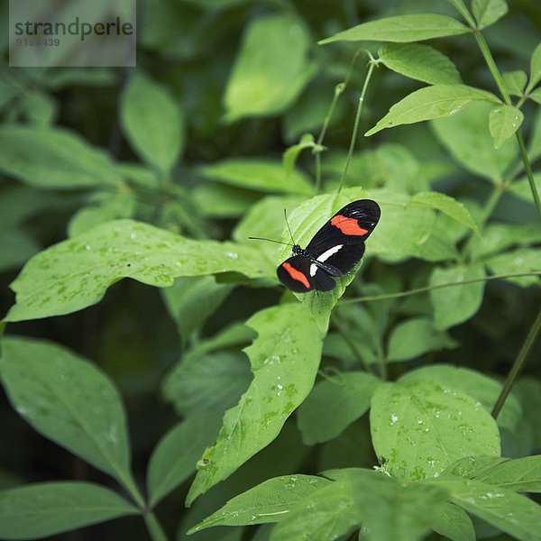 Schmetterling auf Blatt