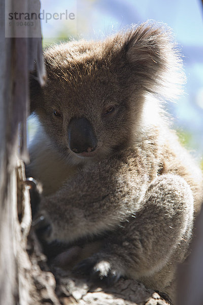 Koala auf Ast sitzend