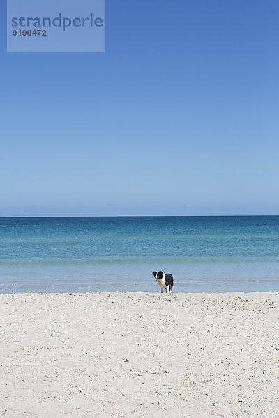 Hund am Strand gegen klaren Himmel