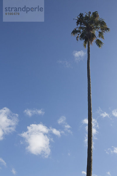Ansicht der Palme im niedrigen Winkel zum Himmel