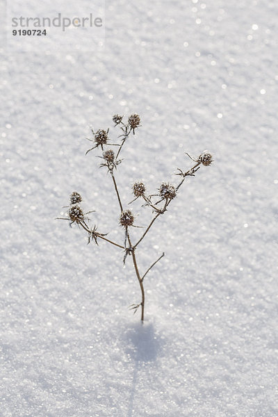 Hochwinkelansicht der trockenen Pflanze im Schnee