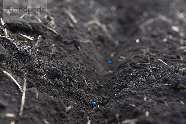Nahaufnahme des Bodens mit blauen Samen