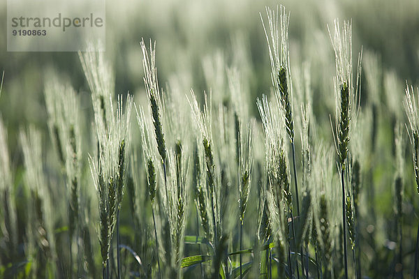 Grünes Weizenfeld im Frühjahr