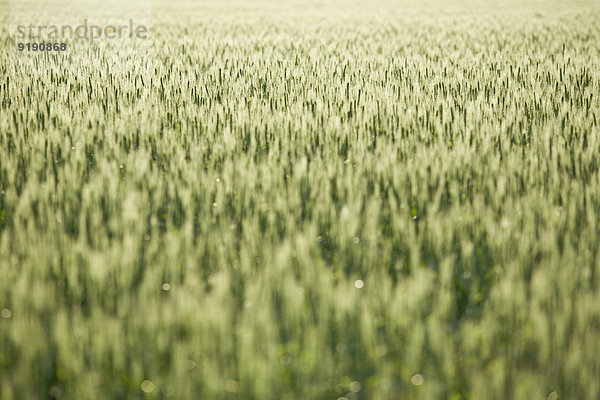 Grünes Weizenfeld im Frühjahr