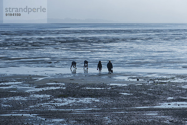 Strandbesucher graben bei Ebbe nach Muscheln