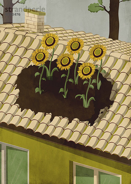 Dach Wachstum Sonnenblume helianthus annuus