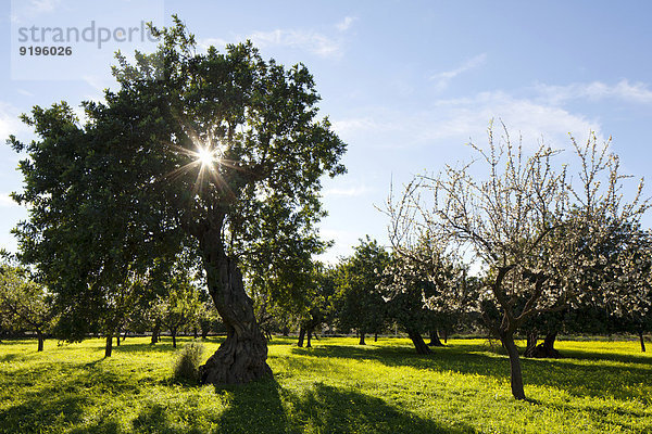 Stein-Eichen (Quercus ilex) und Mandelbäume (Prunus dulcis) auf blühender Kleewiese  Mallorca  Balearen  Spanien