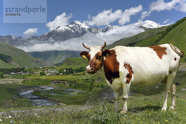 Kuh auf Weide am Fluss Tergi oder Terek  bei Sioni  Hoher Kaukasus  Region Mzcheta-Mtianeti  Georgien
