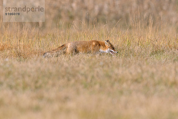 Rotfuchs (Vulpes vulpes) auf einer Wiese im Herbst  Woiwodschaft Kujawien-Pommern  Polen