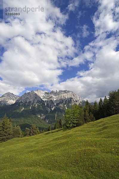 Karwendelgebirge  vorne blühende Frühlingswiese  Mittenwald  Bayern  Deutschland