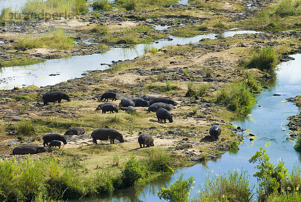 Flusspferde (Hippopotamus amphibius)  Herde am Fluss  Krüger-Nationalpark  Republik Südafrika