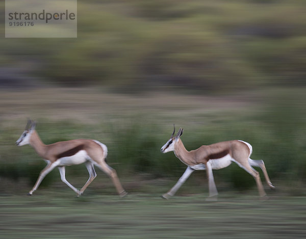 Laufende Springböcke (Antidorcas marsupialis)  Klein Karoo  Westkap  Südafrika