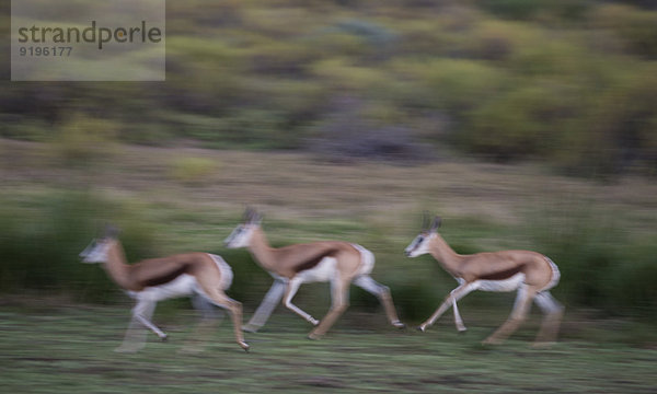 Laufende Springböcke (Antidorcas marsupialis)  Klein Karoo  Westkap  Südafrika
