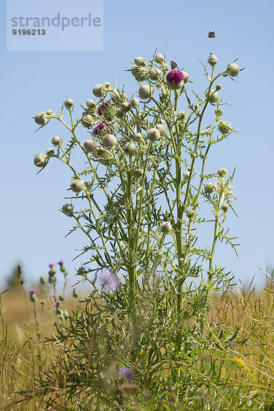 Wollköpfige Kratzdistel oder Wollkopf-Kratzdistel (Cirsium eriophorum)  Thüringen  Deutschland