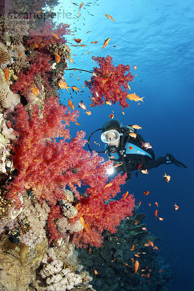 Taucher an Korallenriff-Steilwand betrachtet Klunzingers Weichkorallen (Dendronephthya klunzingeri)  Tauchplatz Ostplateau Shaab Sharm  Rotes Meer  Ägypten