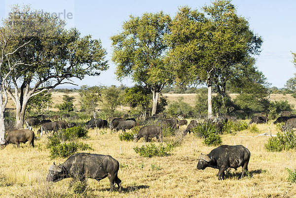 Afrikanische Büffel oder Kaffernbüffel (Syncerus caffer)  Herde  Krüger-Nationalpark  Südafrika