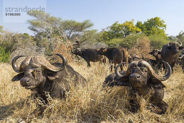 Afrikanischer Büffel oder Kaffernbüffel (Syncerus caffer)  Herde im trockenen Gras  Krüger-Nationalpark  Südafrika