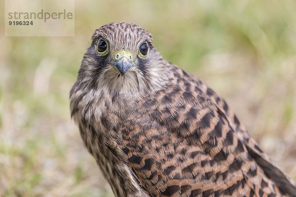 Junger Turmfalke (Falco tinnunculus) am Boden sitzend  Seewinkel  Burgenland  Österreich
