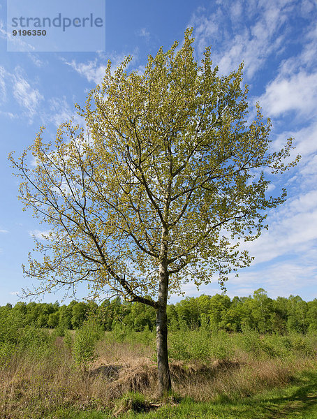 Espe (Populus tremula)  Niedersachsen  Deutschland