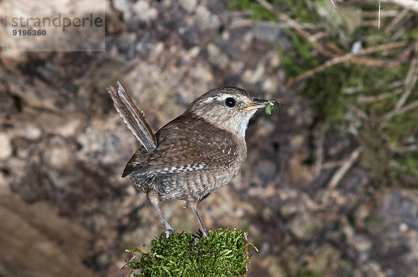 Zaunkönig (Troglodytes troglodytes) mit Futter für Jungvögel  Baden-Württemberg  Deutschland