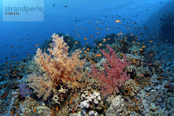 Koralle Tauchgang Ägypten überwachsen Rotes Meer Weichheit Schwarm