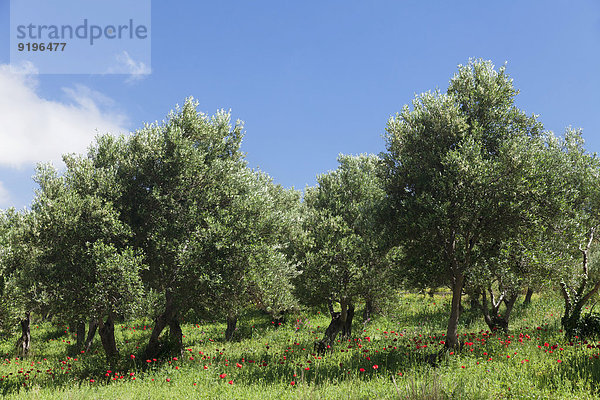 Olivenbäume und Mohnblumen  Tal von Megalopotamos  Rethymno  Kreta  Griechenland