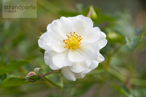 Rose (Rosa spec.)  weiße Blüte  Niedersachsen  Deutschland