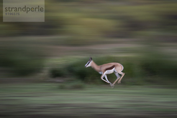 Laufender Springbock (Antidorcas marsupialis)  Klein Karoo  Westkap  Südafrika