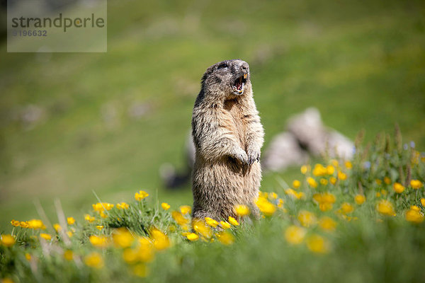 Alpenmurmeltier (Marmota marmota)  Rotwandgebiet  Kleintiefental  Schliersee  Oberbayern  Bayern  Deutschland