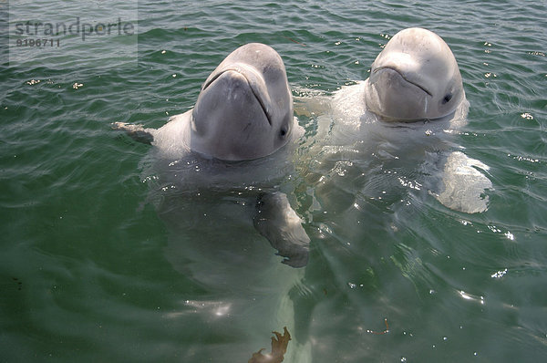 Zwei junge Belugas oder Weißwale (Delphinapterus leucas)  Japanisches Meer  Region Primorje  Russland