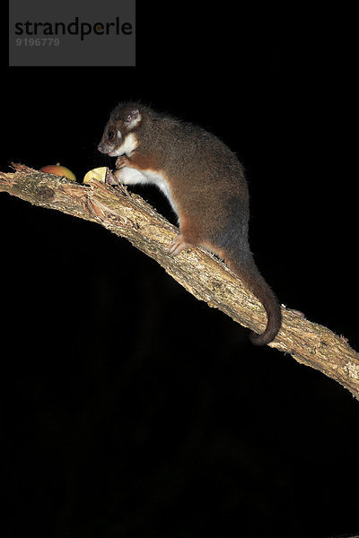 Gewöhnlicher Ringbeutler (Pseudocheirus peregrinus viverrinus)  adult  nachtaktiv  Wilsons-Promontory-Nationalpark  Victoria  Australien