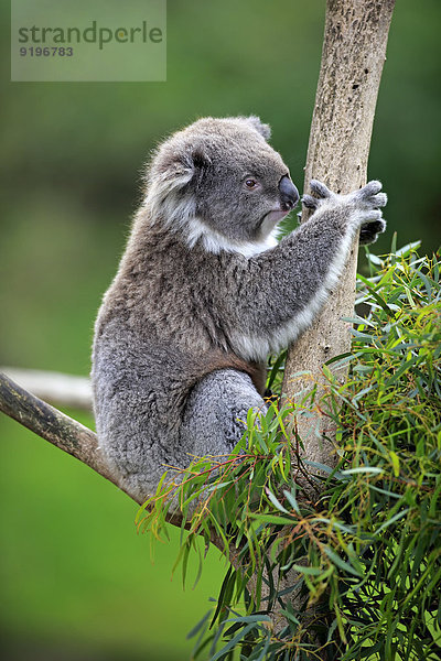 Koala (Phascolarctos cinereus)  adult  auf Baum  Victoria  Australien