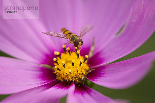 Schwebfliege (Syrphidae) sitzt auf der Blüte eines Sonnenhutes (Echinacea spec.)  Niedersachsen  Deutschland