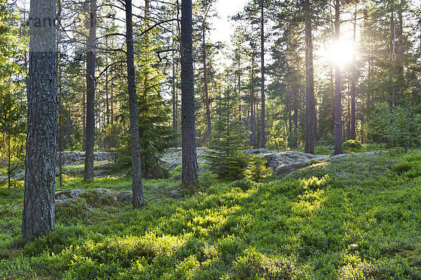 Kiefernwald  tief stehende Sonne  Rumskulla  Småland  Schweden