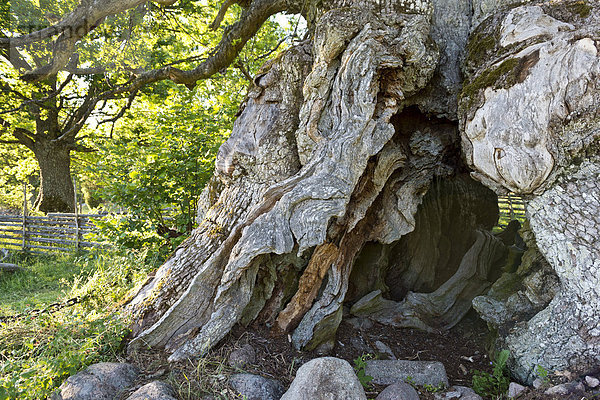 Stamm der Rumskulla oder Kvill-Eiche  mit über 1000 Jahren älteste Eiche in Schweden  Rumskulla  Smaland  Schweden