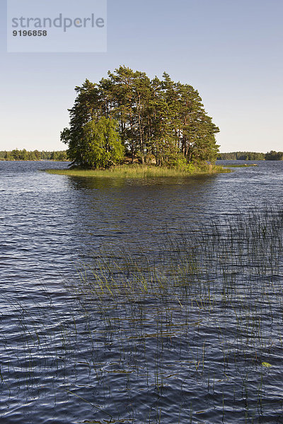 Bewaldete Insel im Åsnen-See  Smaland  Schweden