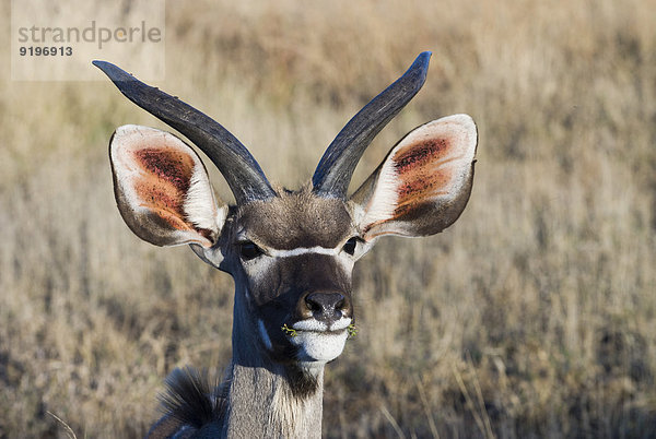Großer Kudu (Tragelaphus strepsiceros)  Bock  Jungtier  Krüger-Nationalpark  Südafrika