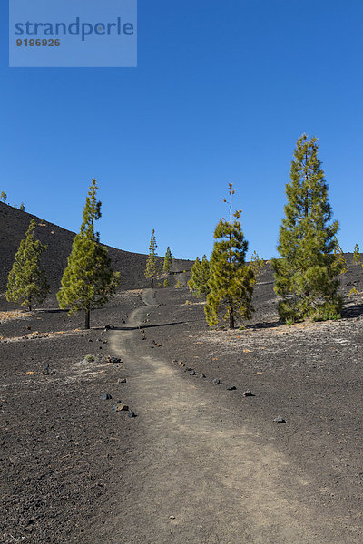 Wanderweg zum Vulkan Samara  1938m  Vulkanlandschaft mit Kanaren-Kiefern (Pinus canariensis)  Teide-Nationalpark  UNESCO Weltnaturerbe  Teneriffa  Spanien