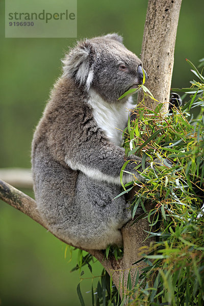 Koala (Phascolarctos cinereus)  adult  auf Baum  fressend  Victoria  Australien