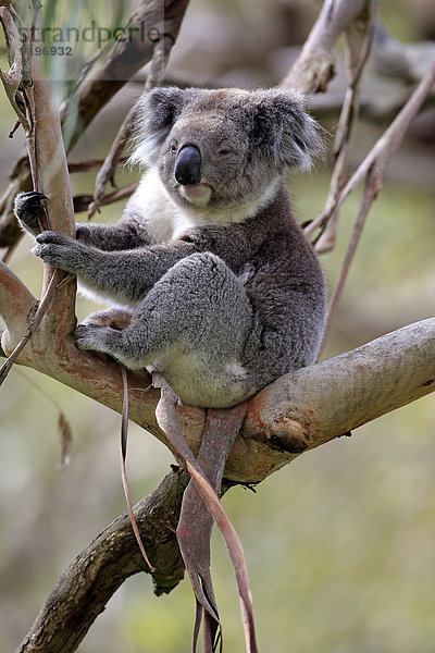 Koala (Phascolarctos cinereus)  adult  auf Baum  Victoria  Australien