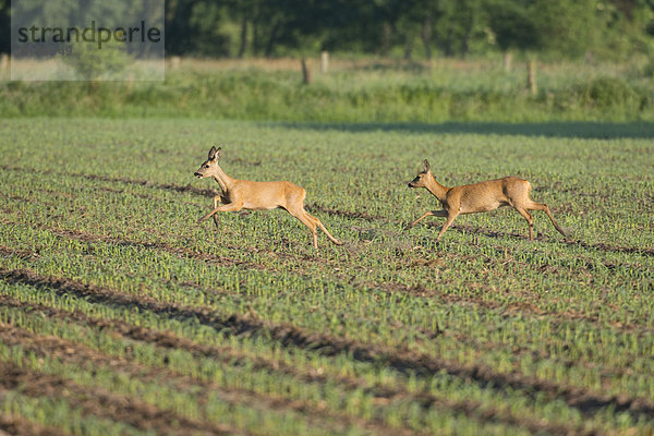 Zwei junge Rehe (Capreolus capreolus) laufen spielerisch über ein Feld  Niedersachsen  Deutschland