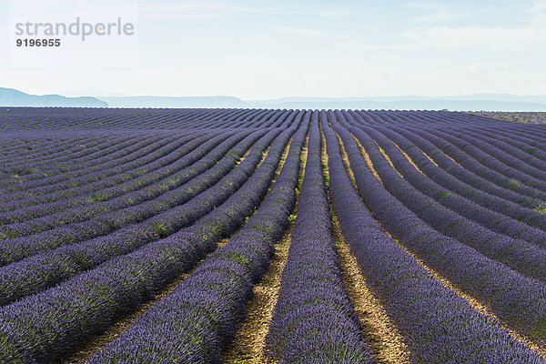 Lavendelfeld  bei Valensole  Plateau de Valensole  Alpes-de-Haute-Provence  Provence  Frankreich