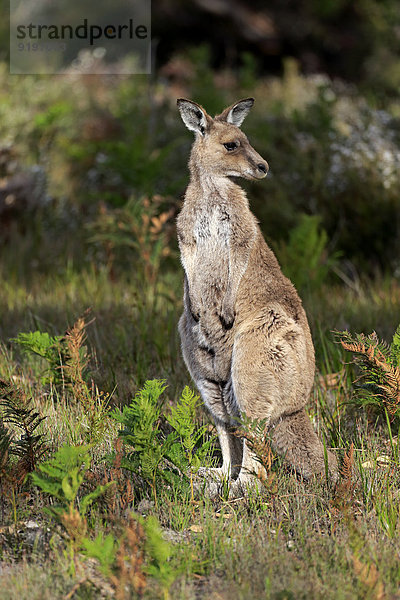 Victoria Erwachsener Australien Känguru