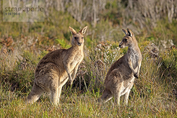Paar Paare Victoria Känguru Erwachsener Australien