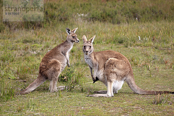 Paar Paare Victoria Känguru Erwachsener Australien